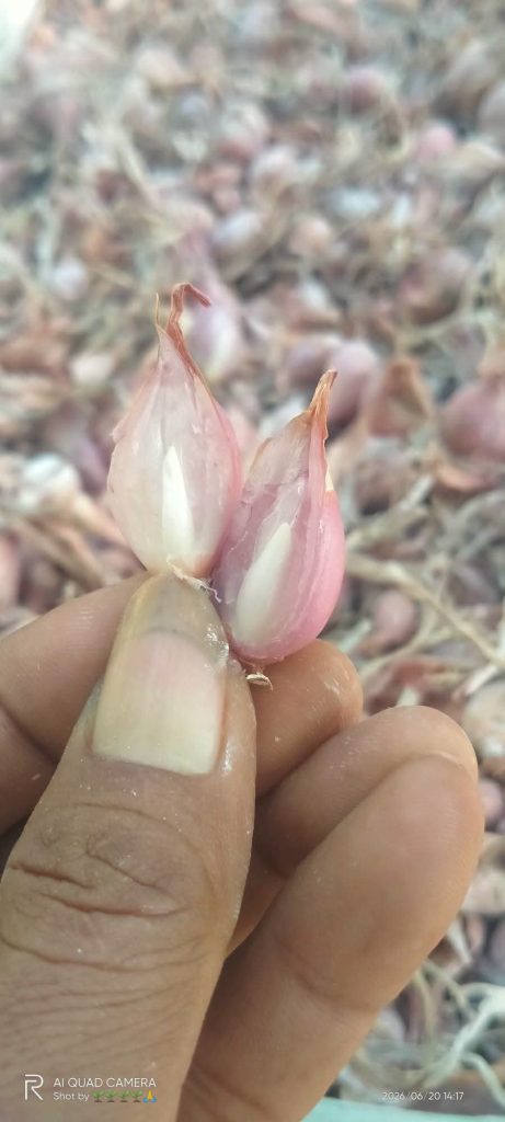 jua;l bibit bawang merah tajuk dan bauji siap tanam