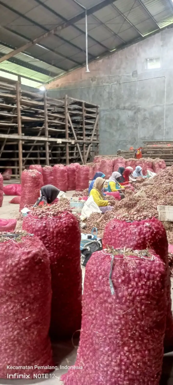 distributor bibit bawang merah tajuk dan bauji
