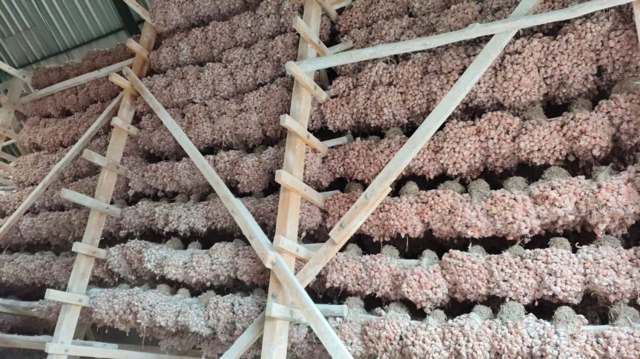jual bibit bawang merah askio tajuk dan bauji
