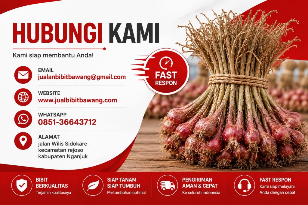 suplier bibit bawang merah siap tanam siap tumbuh