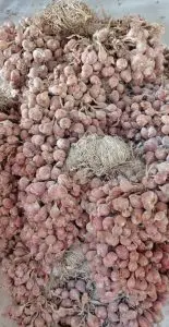 suplier bibit bawang merah Jual Bibit Bawang Merah Tajuk Bauji Siap Tanam Siap Tumbuh