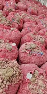 penangkar bibit bawang merah tajuk dan bauji
