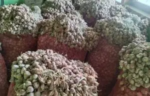 produsen bibit bawang merah tejuk dan bauji