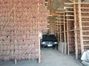 Jual Bibit Bawang Merah Tajuk Bauji Siap Tanam Siap Tumbuh