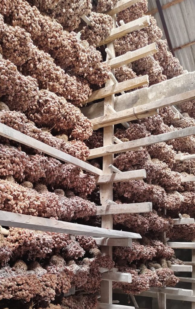 suplier bibit bawang merah tajuk dan bauji siap tanam siap tumbuh
