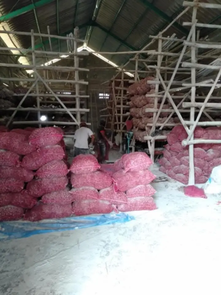 jual bibit bawang merah askip bauji