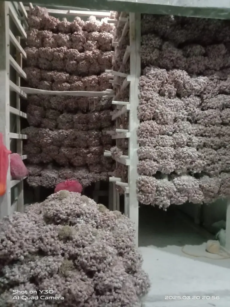 penangkar produsen bibit bawang merah tajuk bauji
